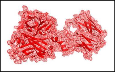 Antibiofilm activity of secondary metabolites of sponge-associated bacterium Alcanivorax sp. from the Red Sea